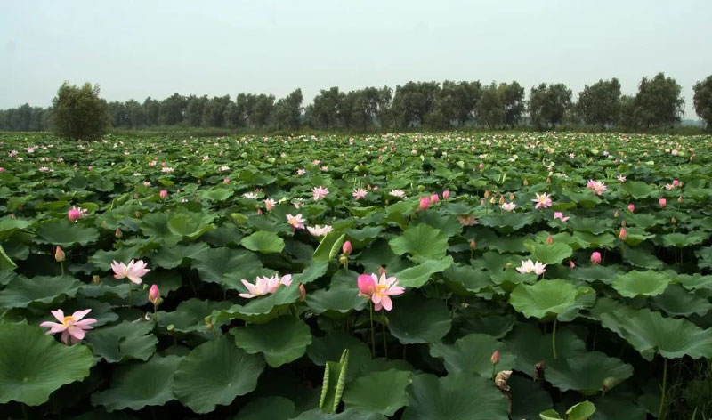 �ͼ�app��(�й���½)�ٷ���վ