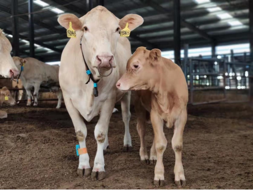 �ͼ�app��(�й���½)�ٷ���վ